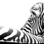 Liegendes Zebra