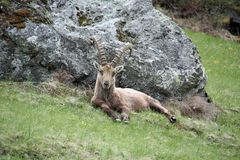 Liegeneder Steinbock im Mattetal