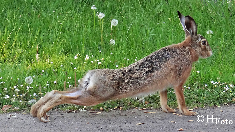 Liegestütze