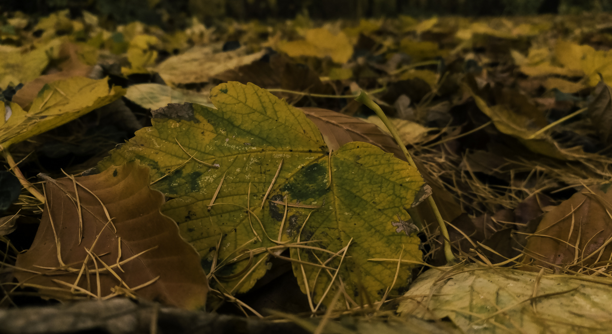 Liegt das Blatt erst auf dem Boden