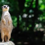 Liegt dort die Außenwelt?