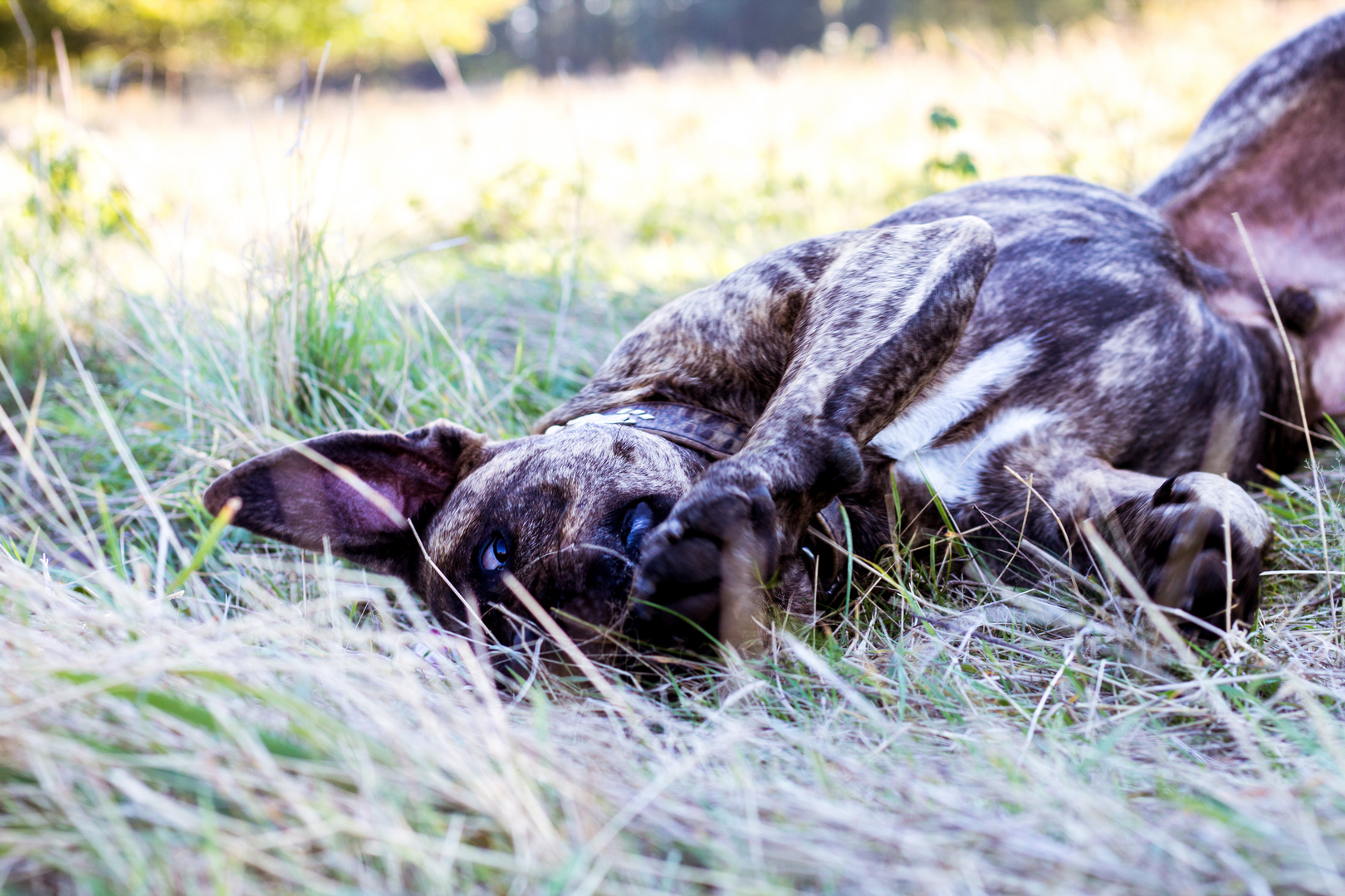 Lieing in the grass