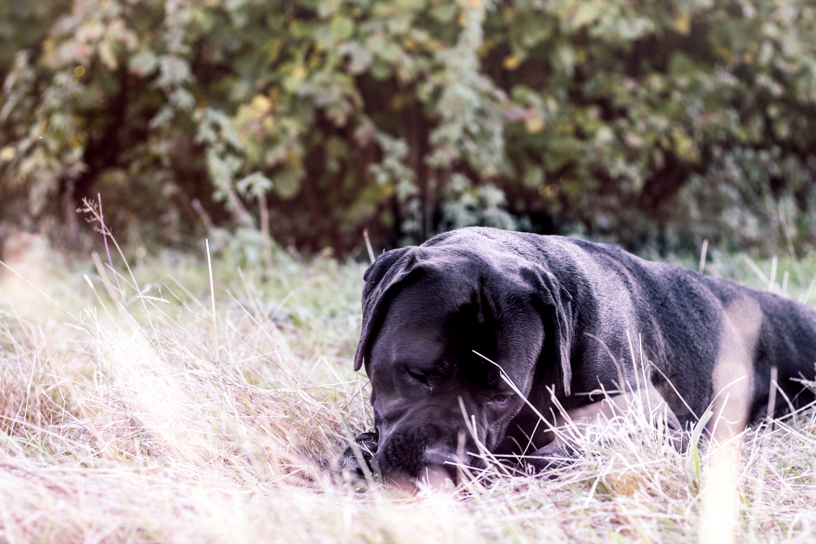 Lieing in the grass