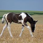 Lielan auf dem Kornfeld