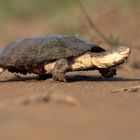 Lieschen Müller on the run