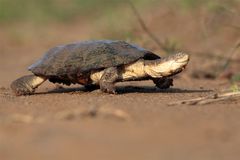 Lieschen Müller on the run