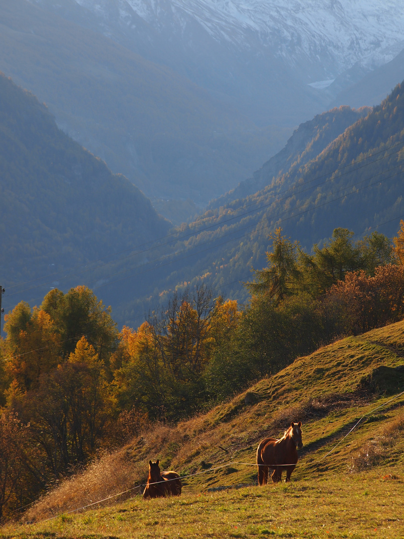 Lieselotte und Peter von der Alm