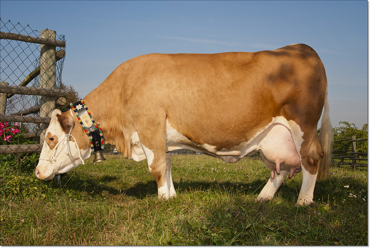 Liesl, die 100.000 Liter Kuh