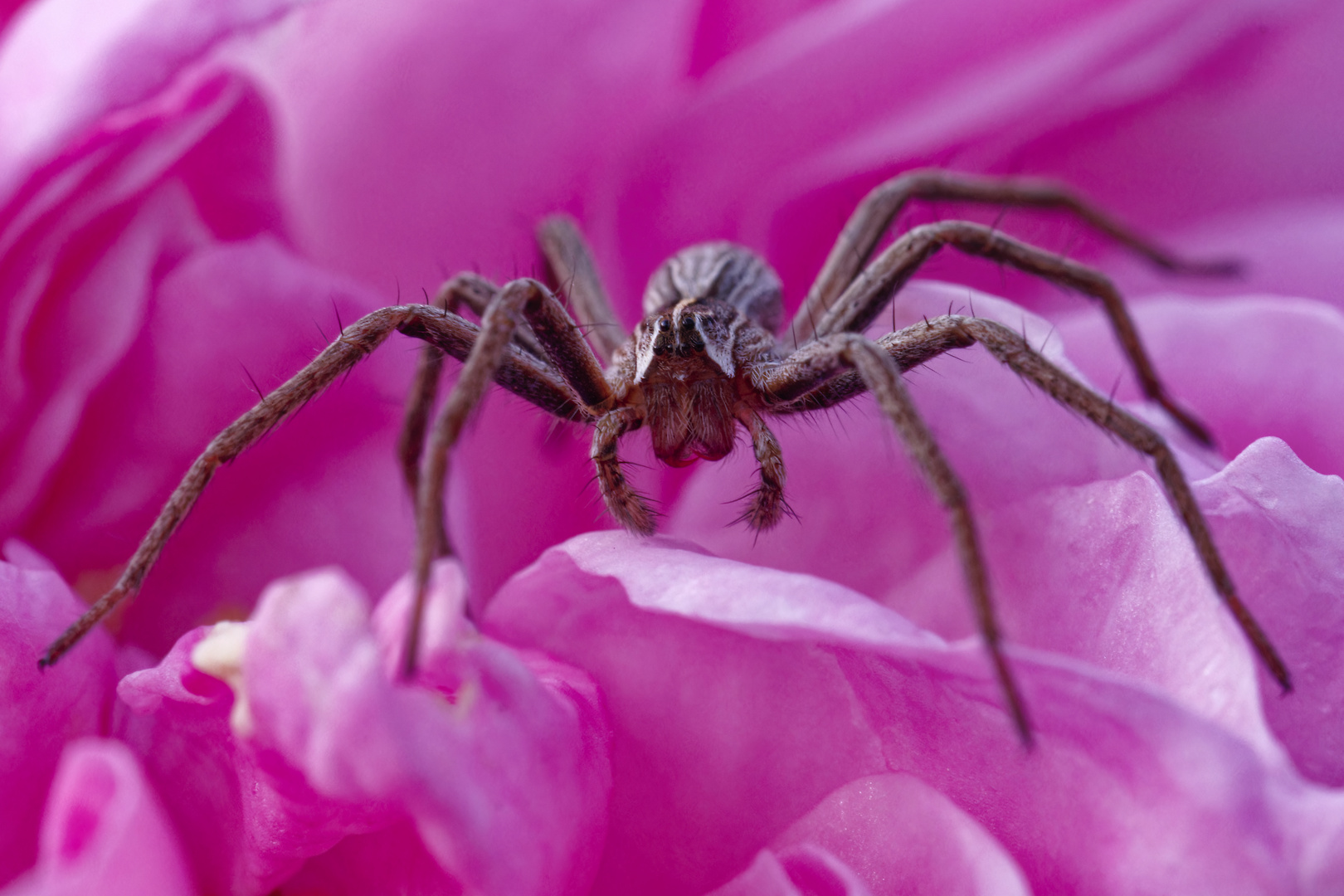 Liest Spinne in voller Größe