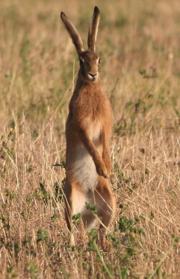 lièvre au aguets