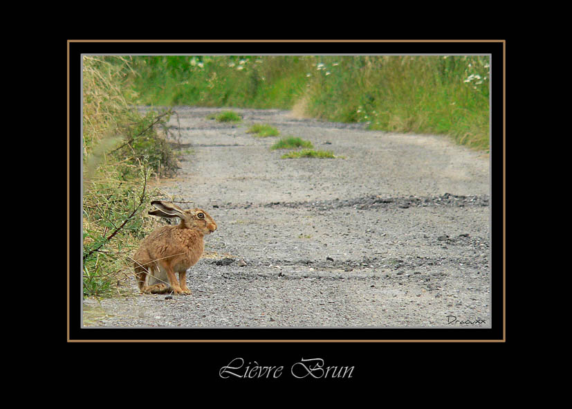 Lièvre brun