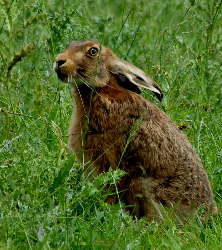 Lièvre commun (1)