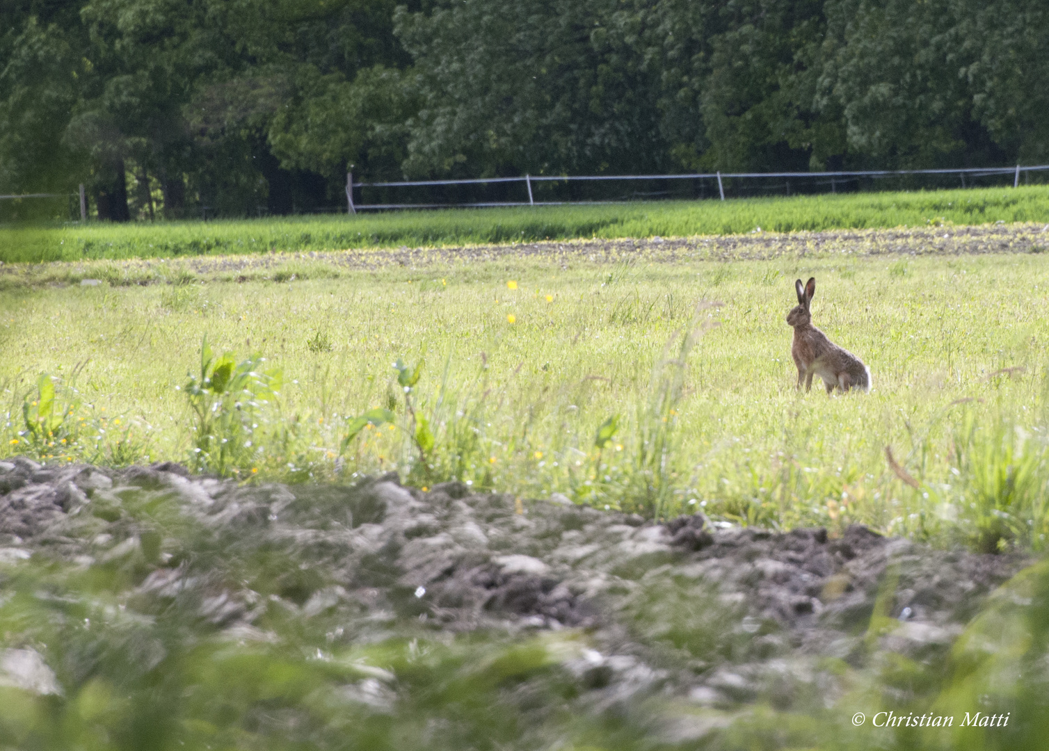 Lièvre dans la campagne