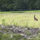 Lièvre dans la campagne