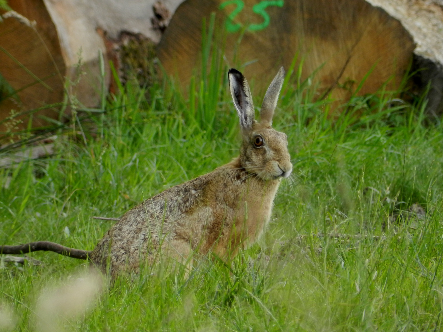 Lièvre dans l'herbe haute