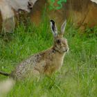 Lièvre dans l'herbe haute