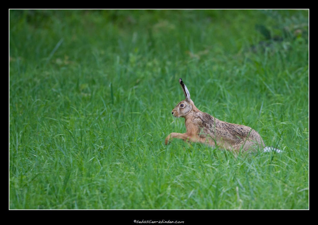 Lièvre en mouvement