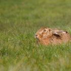 Lièvre tapis dans les hautes herbes