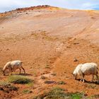 Life ain't easy - Futtersuche im Leirhnjúkur-Gebiet (Myvatn-Region)