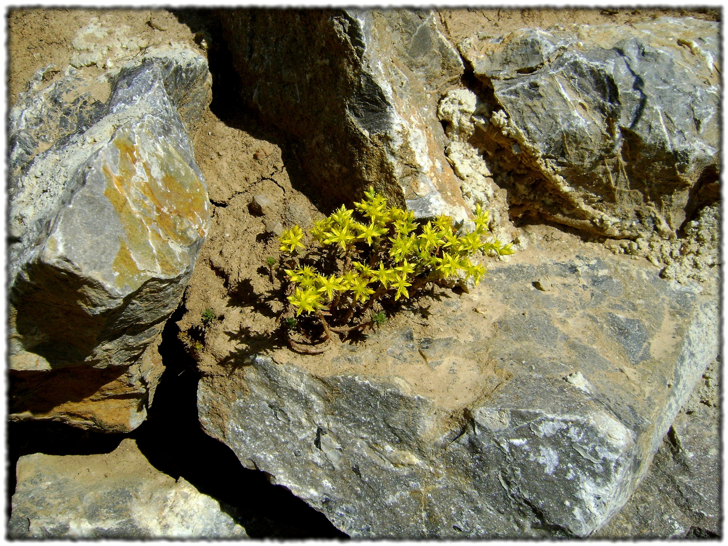 Life among rocks