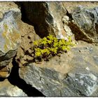 Life among rocks