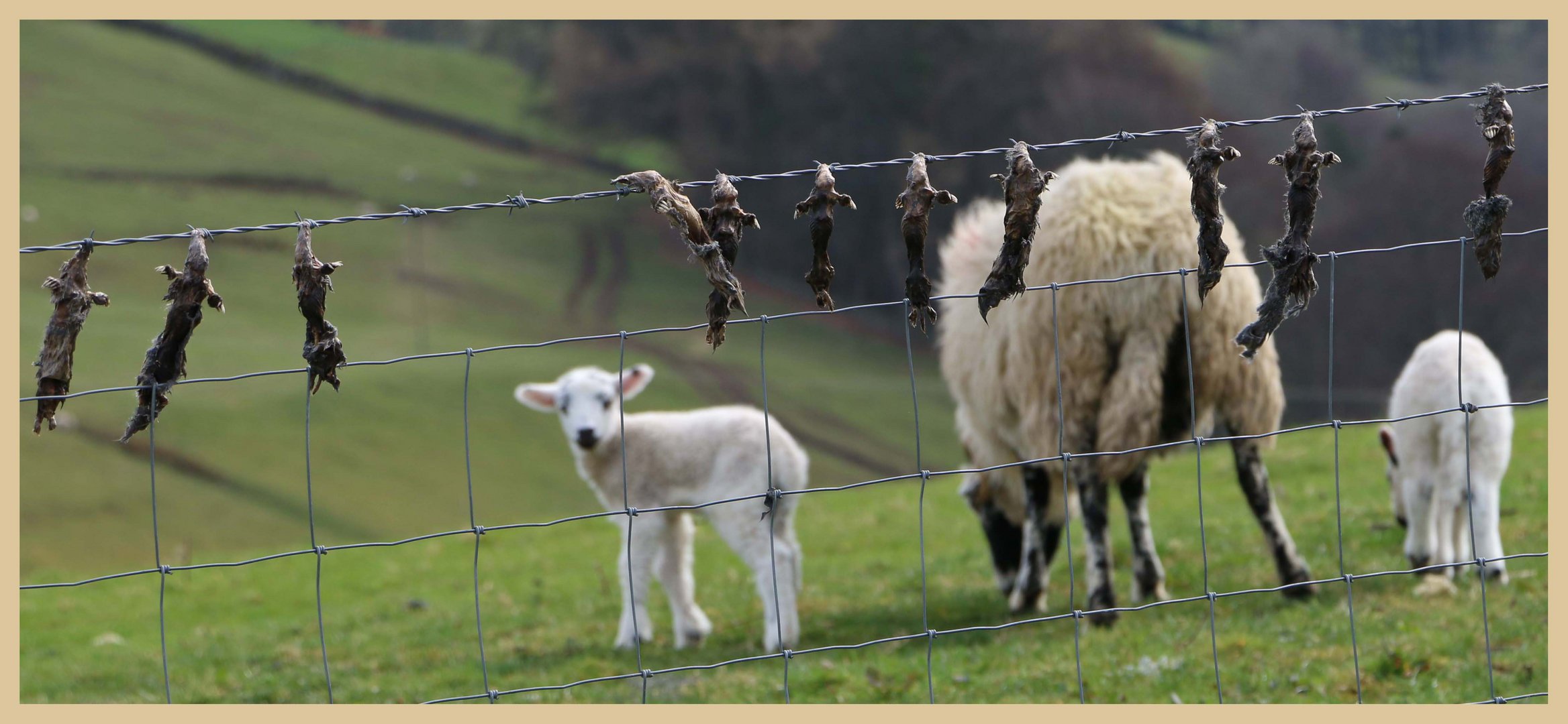 life and death in west allendale