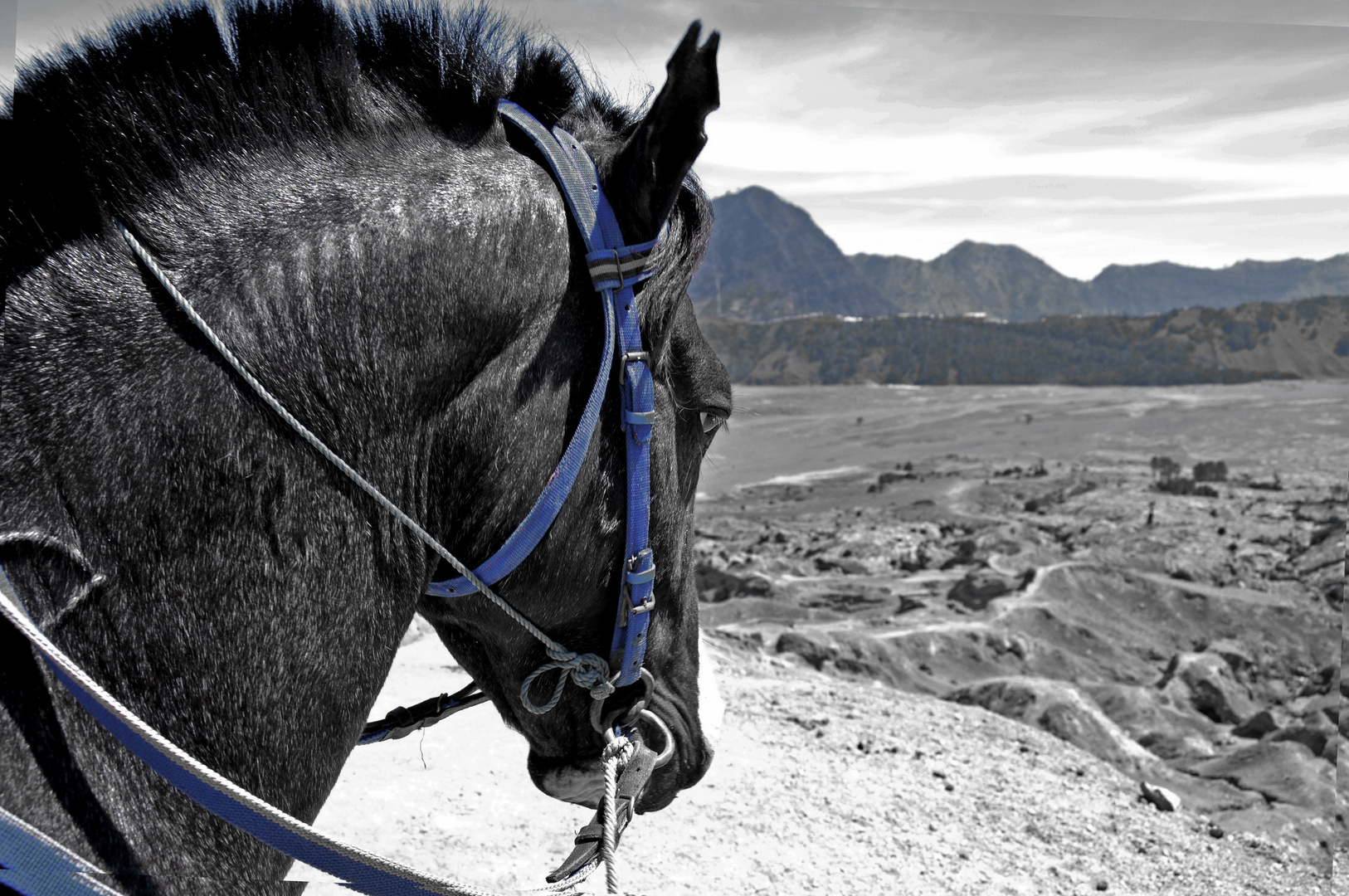 Life at Mt. Bromo