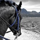 Life at Mt. Bromo