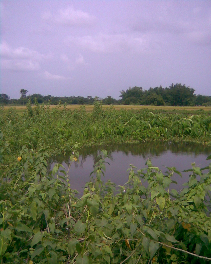 life between the security of nature ...............