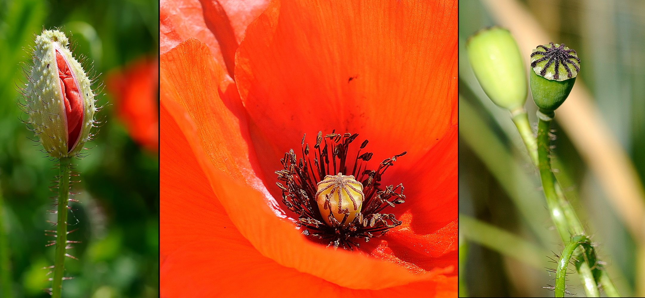 life cycle of a poppy flower