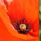 life cycle of a poppy flower