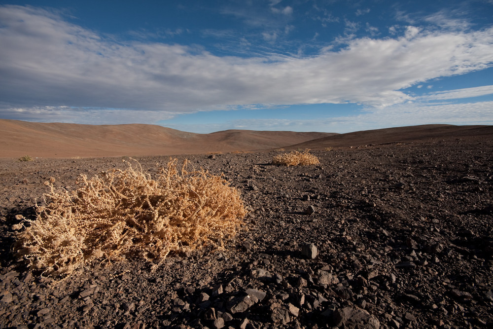 Life forms in the Atacama desert