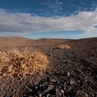 Life forms in the Atacama desert