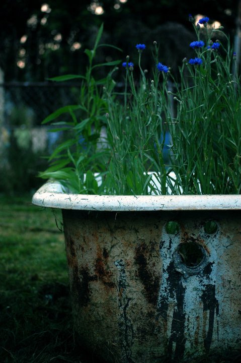 Life Gave Me A Bath Tub, So I Planted Flowers