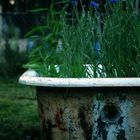 Life Gave Me A Bath Tub, So I Planted Flowers