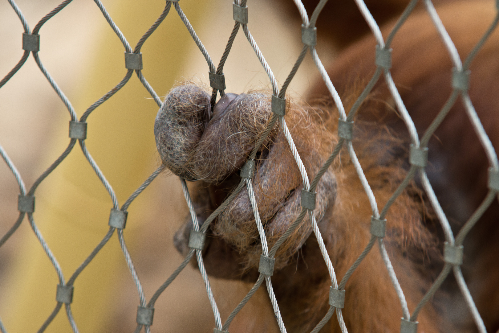 Life in a Cage