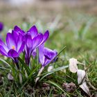 Life in the Bürgerpark