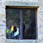 Life in the castle: Italian roosters and hens.