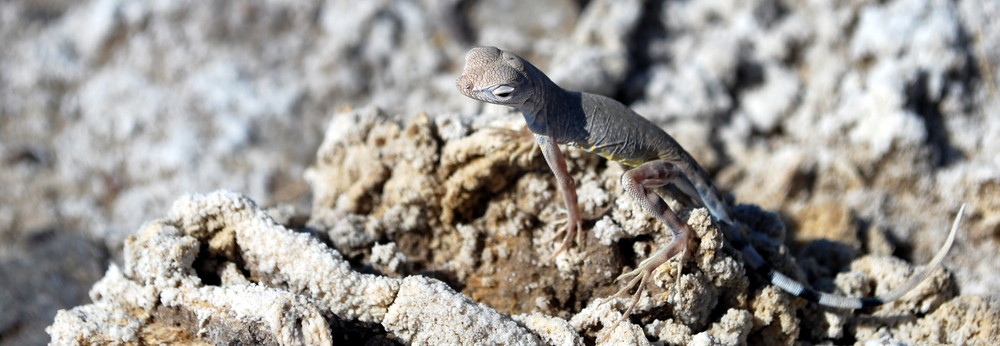 Life In The Desert