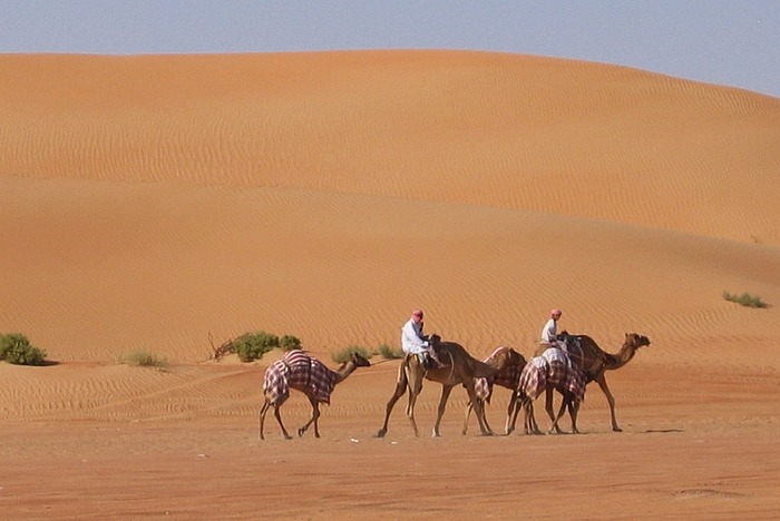 Life in the dunes