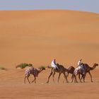 Life in the dunes