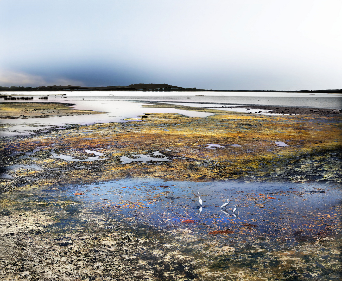 Life in the lagoon