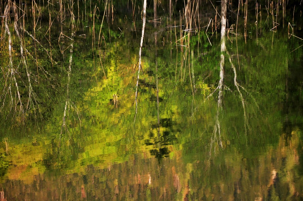 ..life in the lake in spring