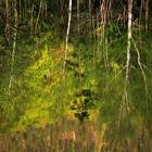 ..life in the lake in spring