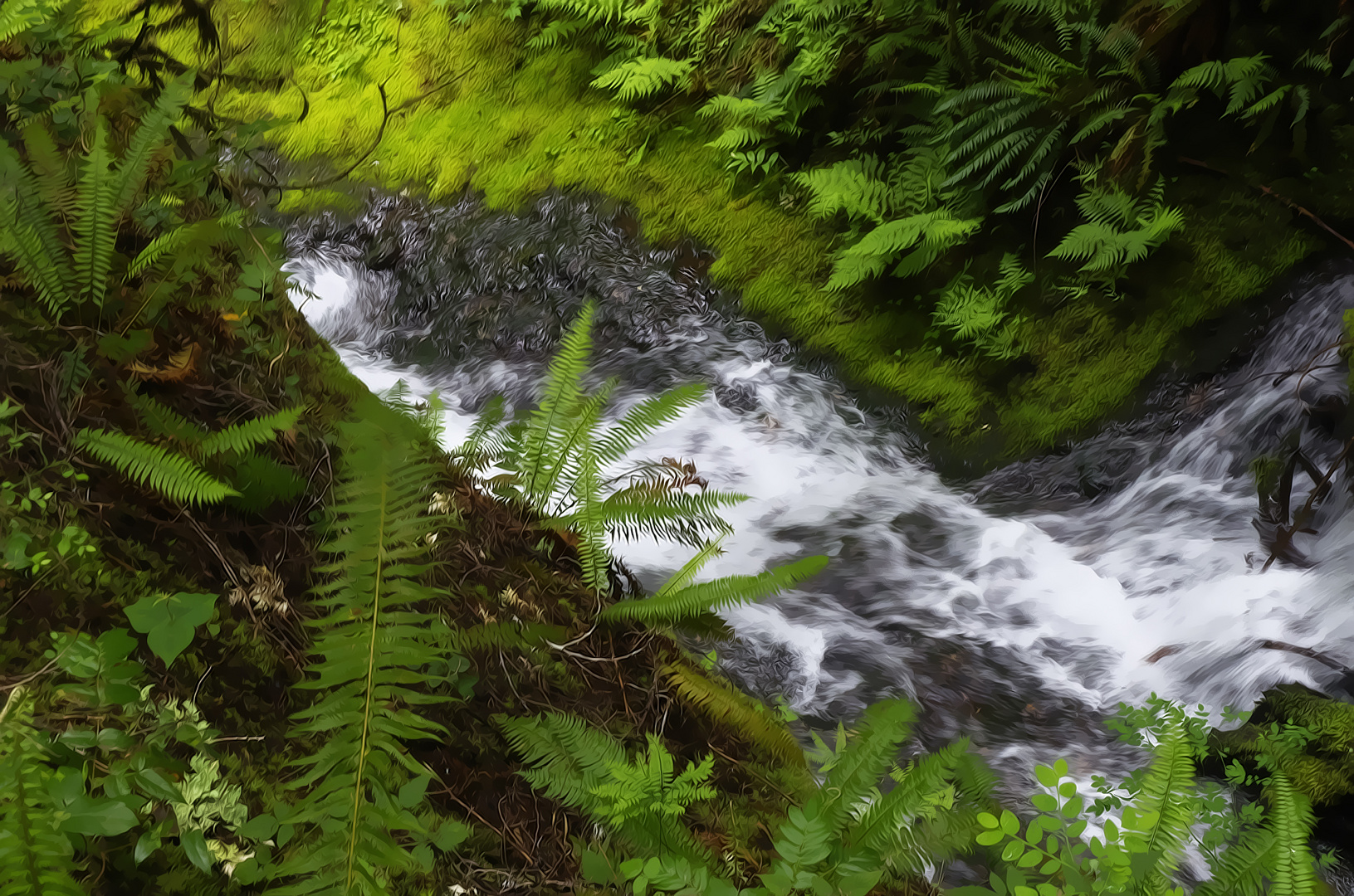 Life in the Rainforest - near the Marymere Falls in Washington State