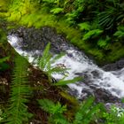 Life in the Rainforest - near the Marymere Falls in Washington State