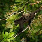 Life in the tree tops