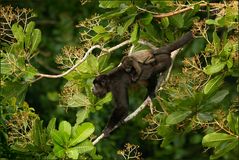 Life in the tree tops