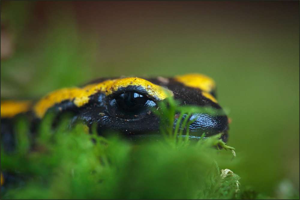 Life in the Undergrowth