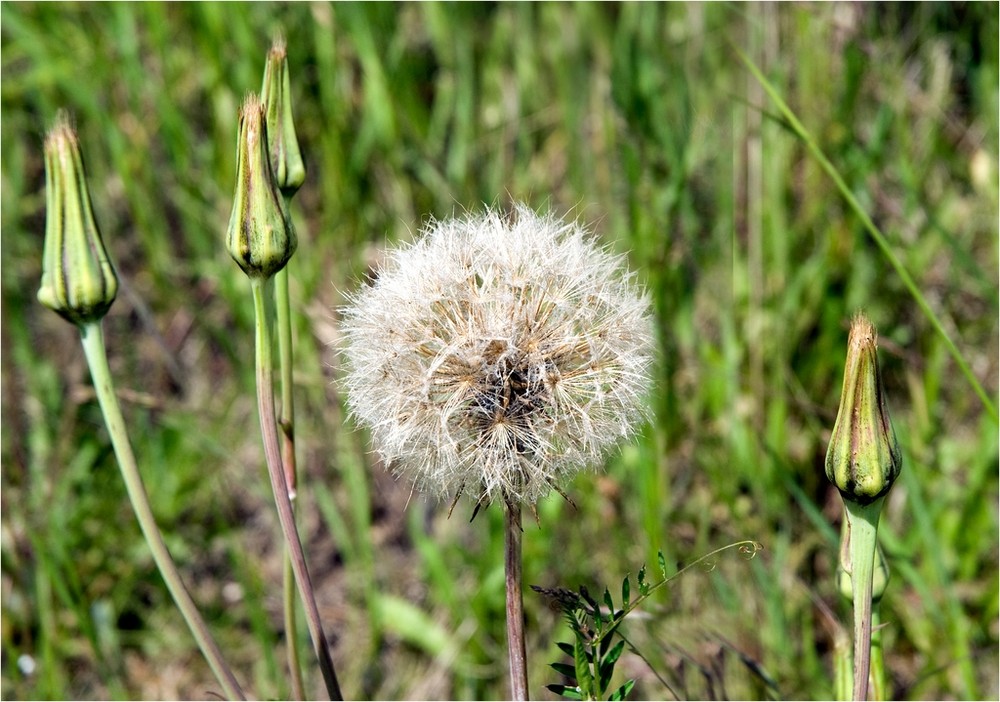 life is like a blowball